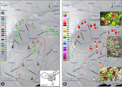 Phylogeography and Population Genetics of Rosa chinensis var. spontanea and R. lucidissima Complex, the Important Ancestor of Modern Roses